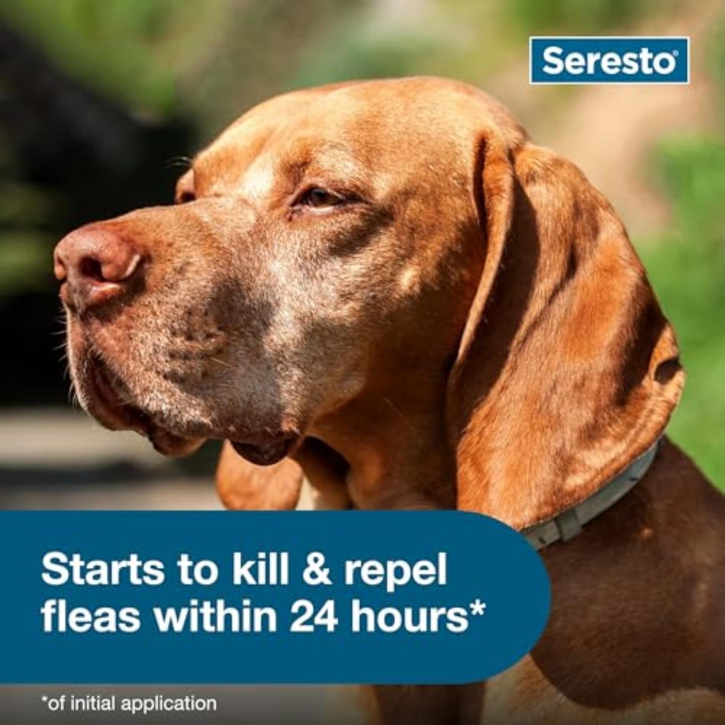 Seresto Large Dog Flea and Tick Collar for Dogs Above 18 lbs – 8 Month Protection